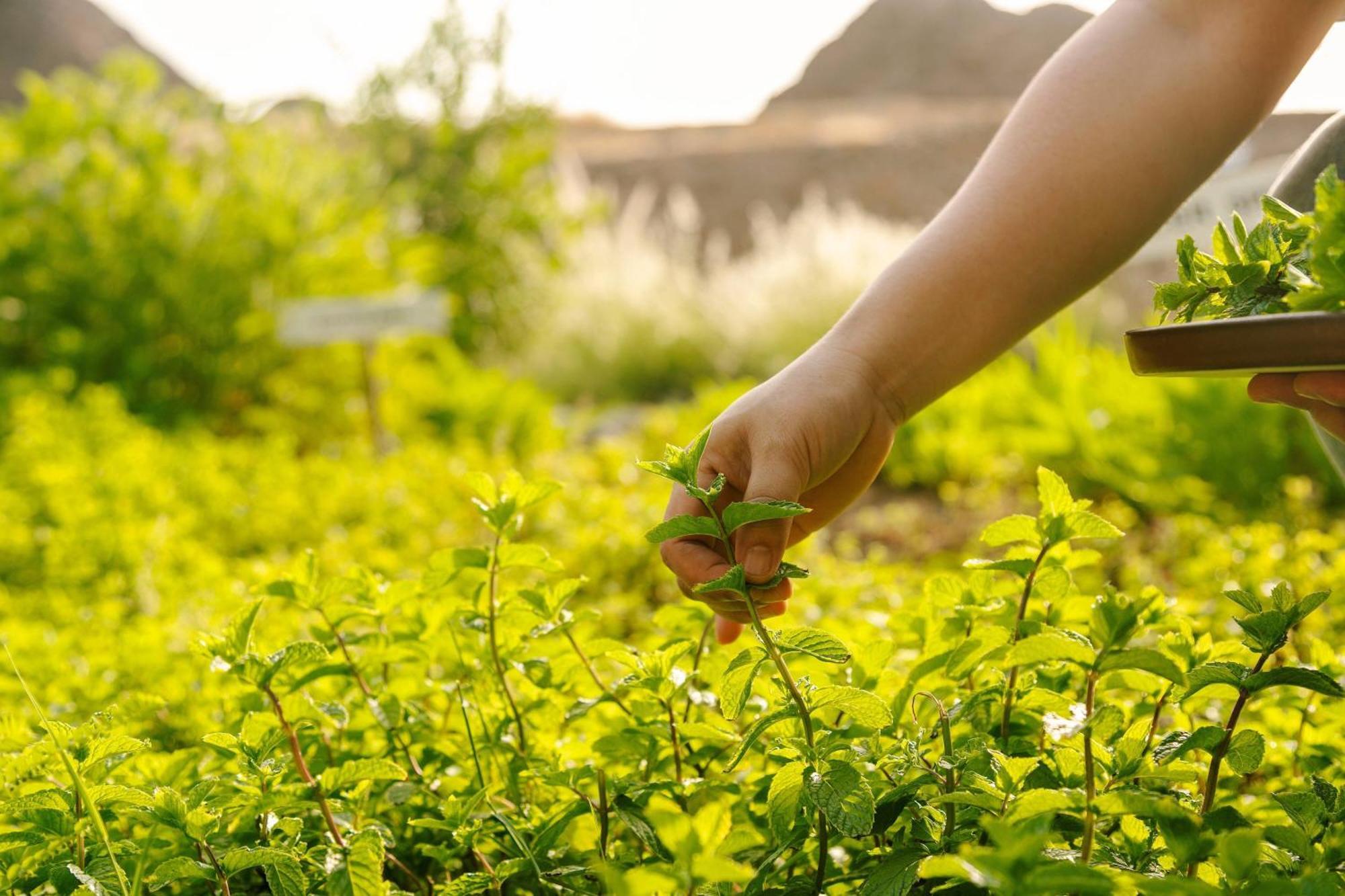 알 부스탄 팰리스, 리츠-칼튼 호텔 무스카트 외부 사진 Mint being harvested